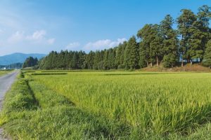 農地転用に必要な条件・手続きをわかりやすく解説！